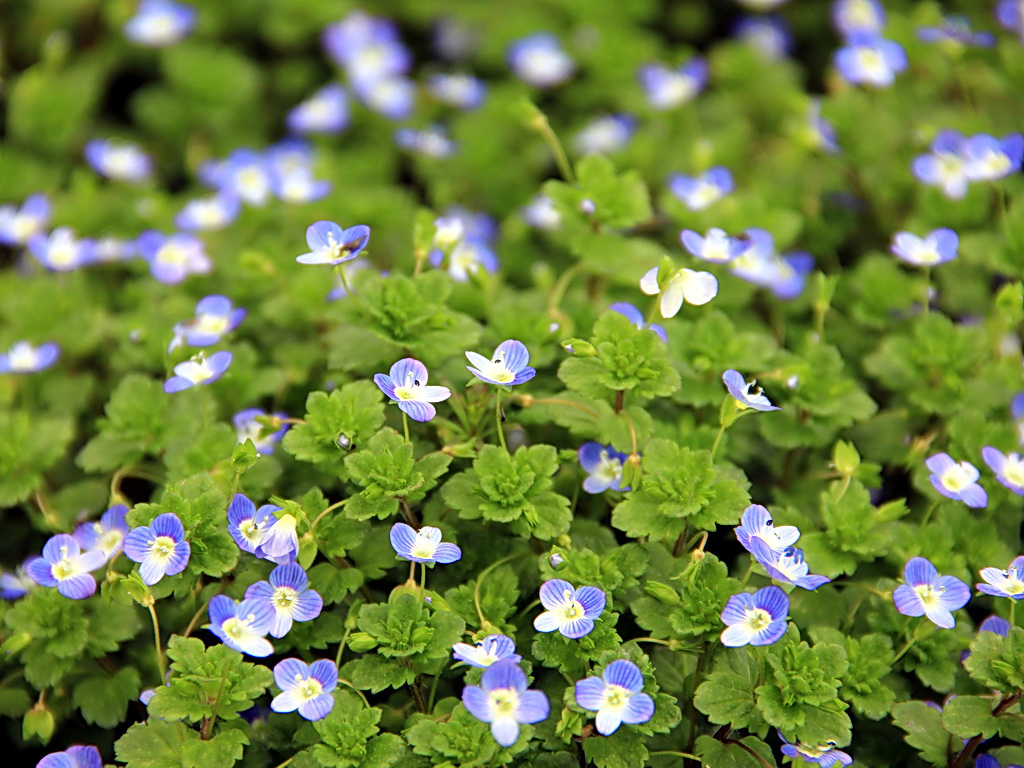 常见阔叶杂草高清识别,不知道除草都是问题!