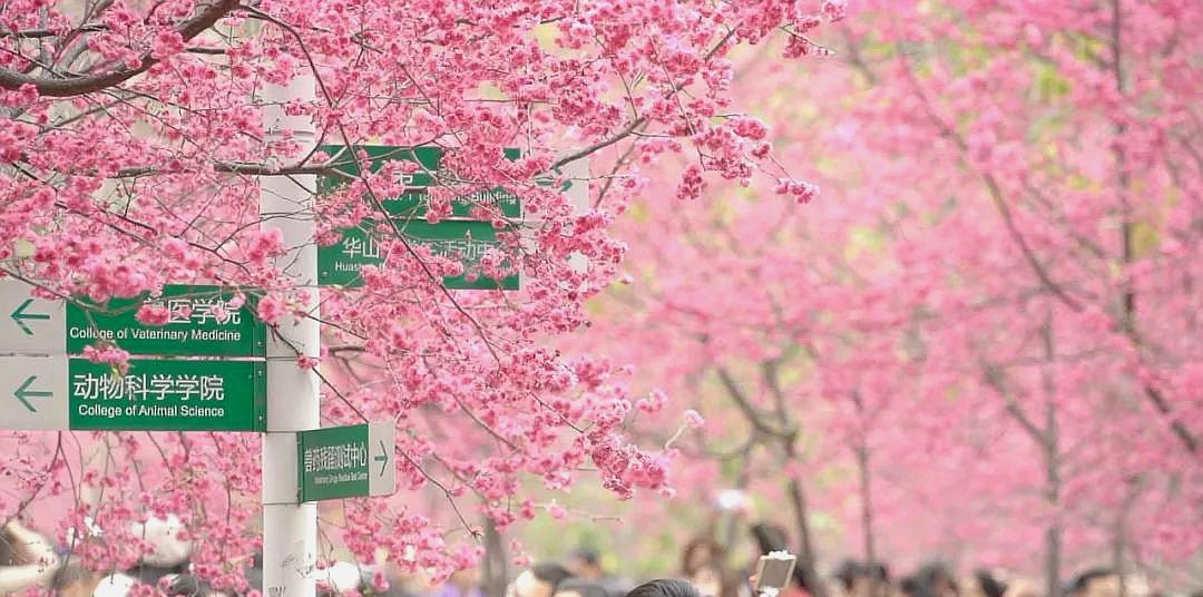 来广州必去的华农樱花,又双叒刷爆朋友圈了