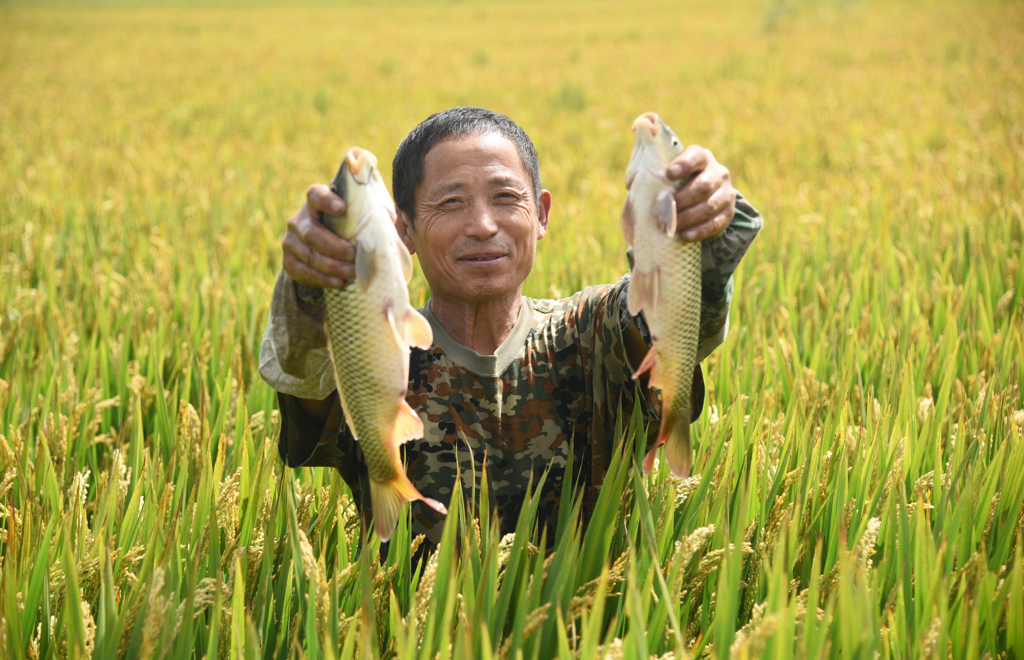 河北霸州:稻壮鱼肥丰收在望(2)