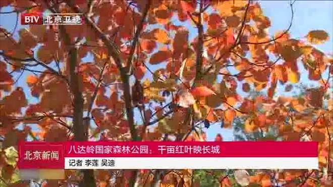 [图]八达岭国家森林公园，红叶变色率达到了80%，千亩红叶映长城