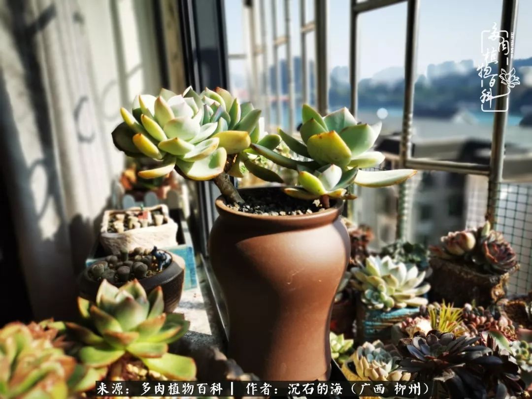 细数25种最省心最好养的多肉品种,露养家养随便养!