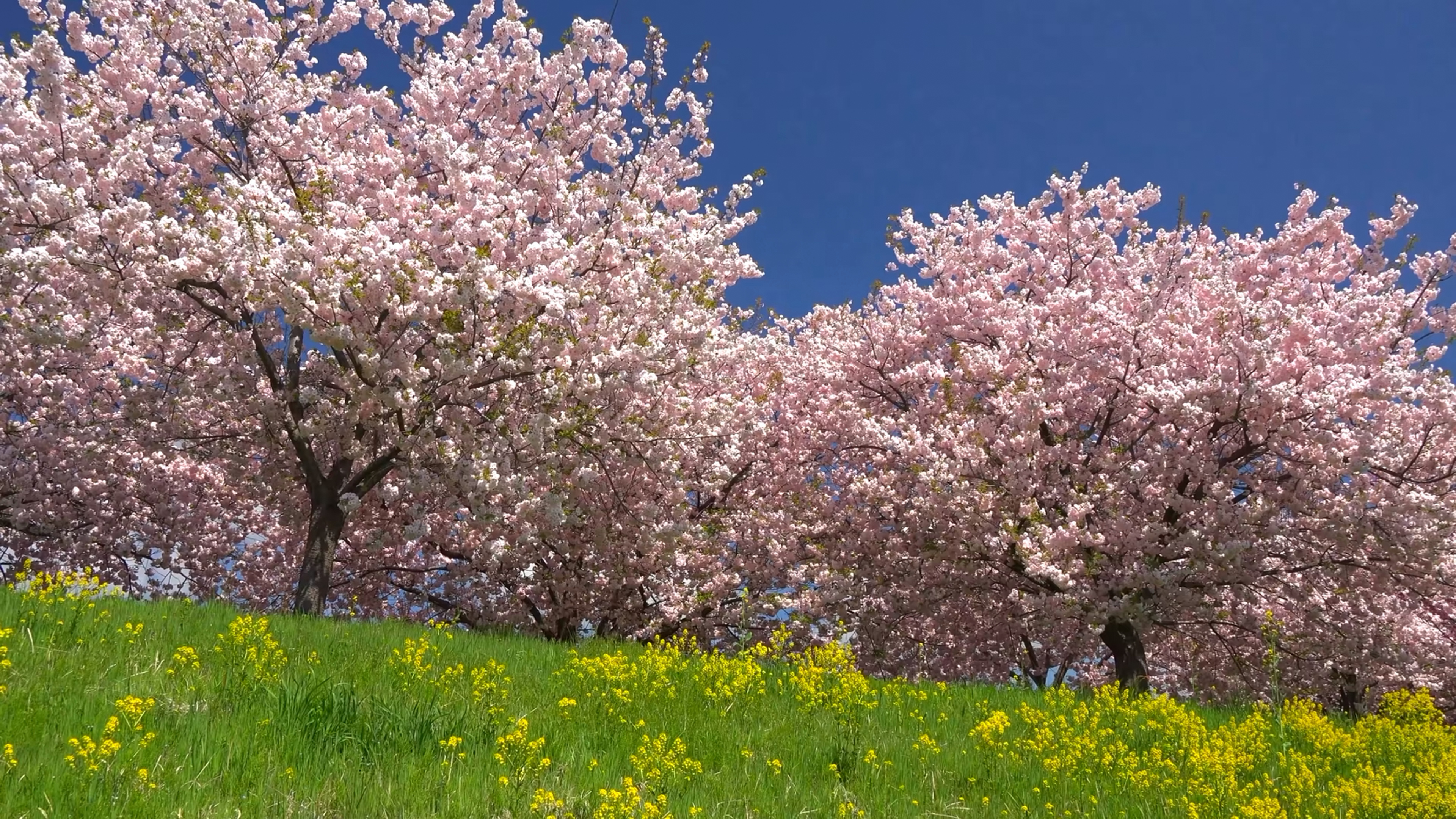 野外的风景|第二期