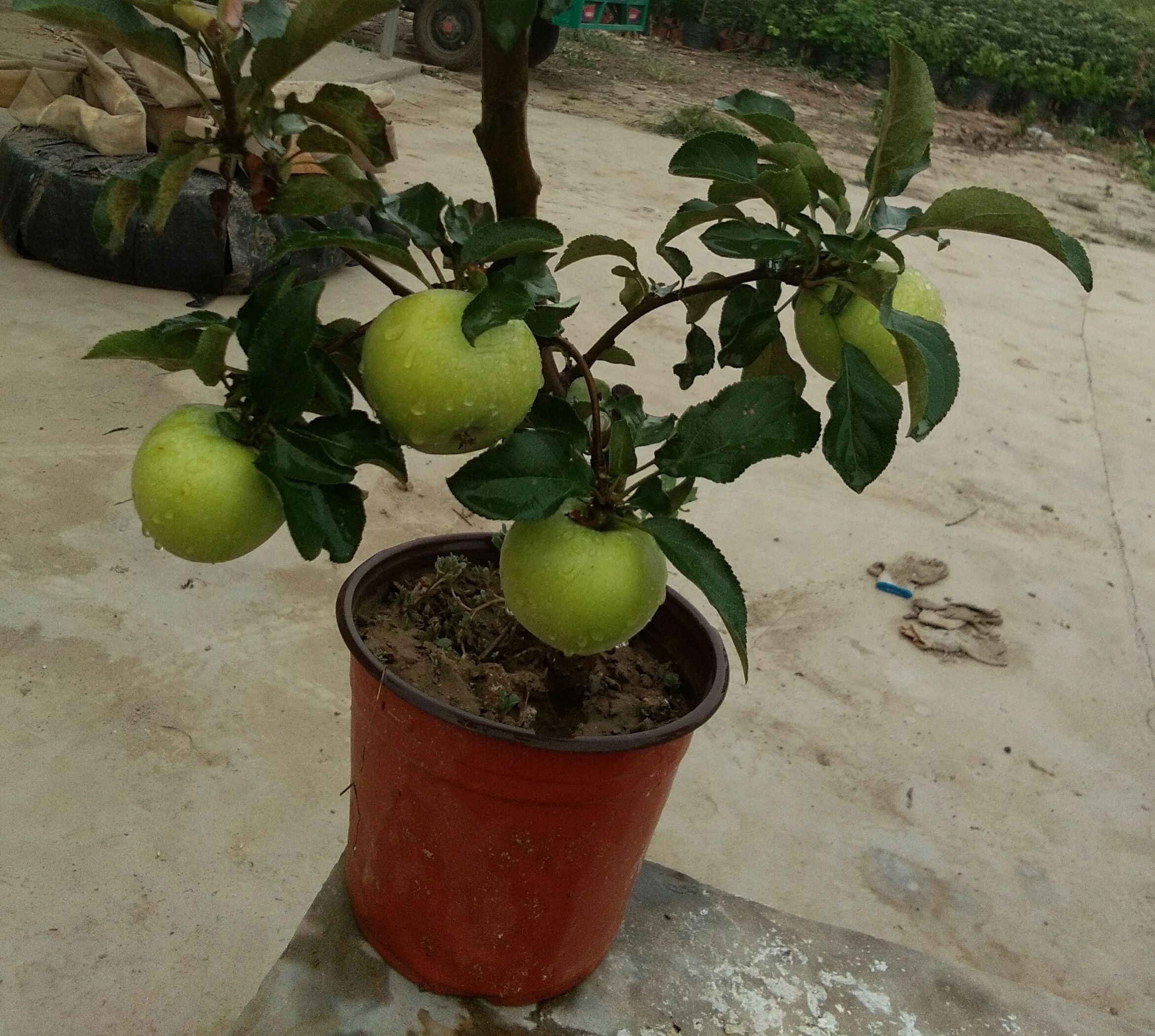 剪与切 ――小型苹果盆景春季上盆的两件必做之事