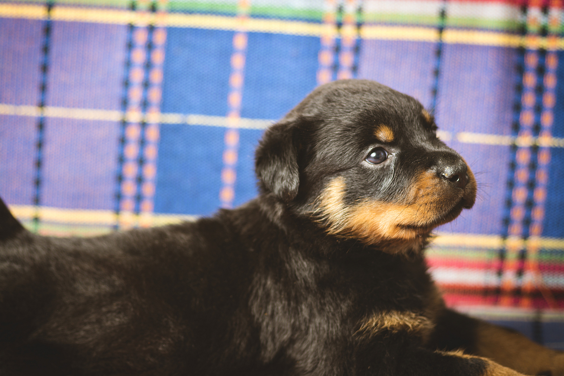 平毛寻回犬,又称哥登猎犬或哥登犬,是源自英国的狩猎犬品种