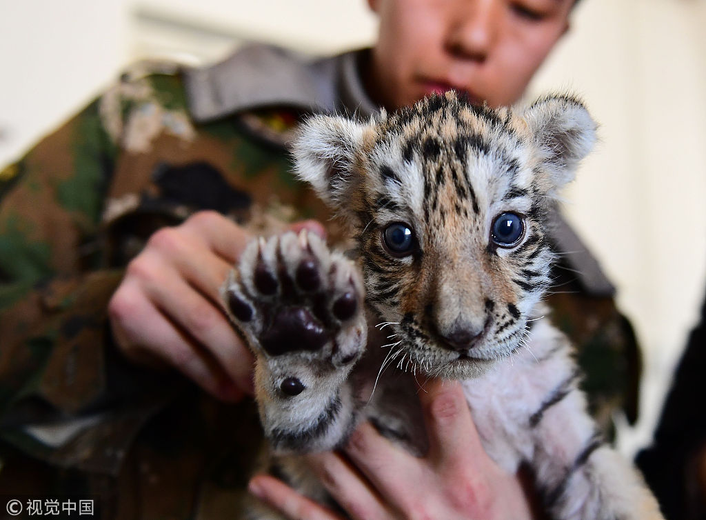 沈阳怪坡东北虎园降下首只东北虎满月    呆萌可爱