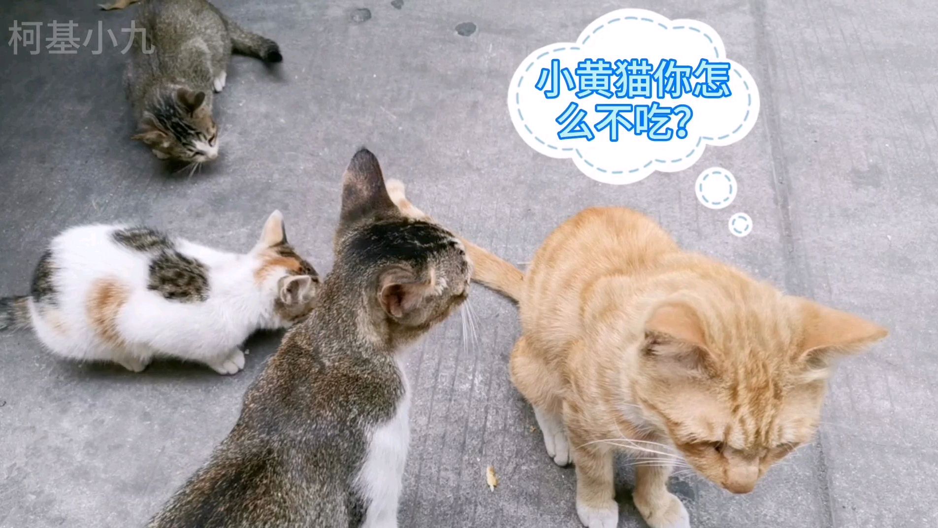骨瘦如柴的流浪猫带着两只幼崽,给点面包小猫吃的狼吞虎咽,心酸