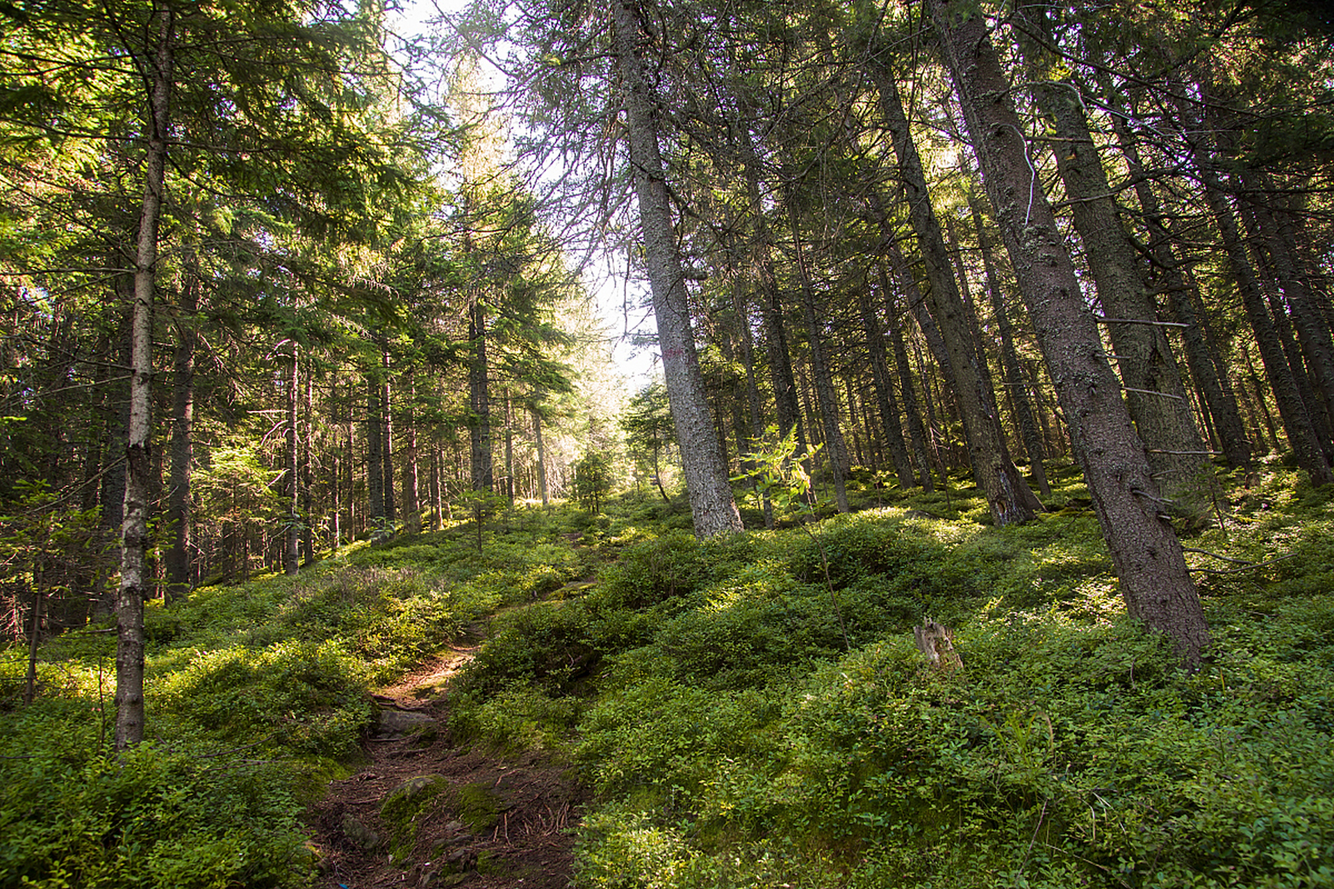 舒兰森林公园是吉林市的一个绿色宝藏,拥有茂密的森林,清澈的湖餐和
