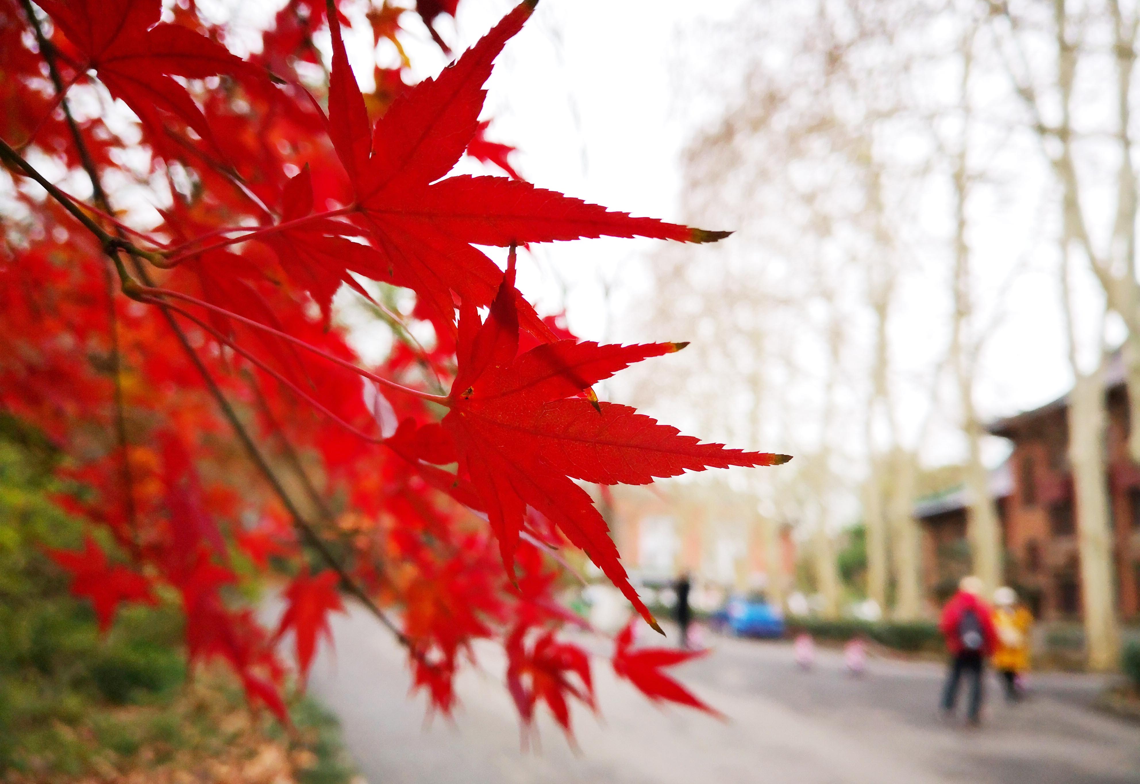 12月7日,市民在南京中山植物園紅楓崗遊覽.