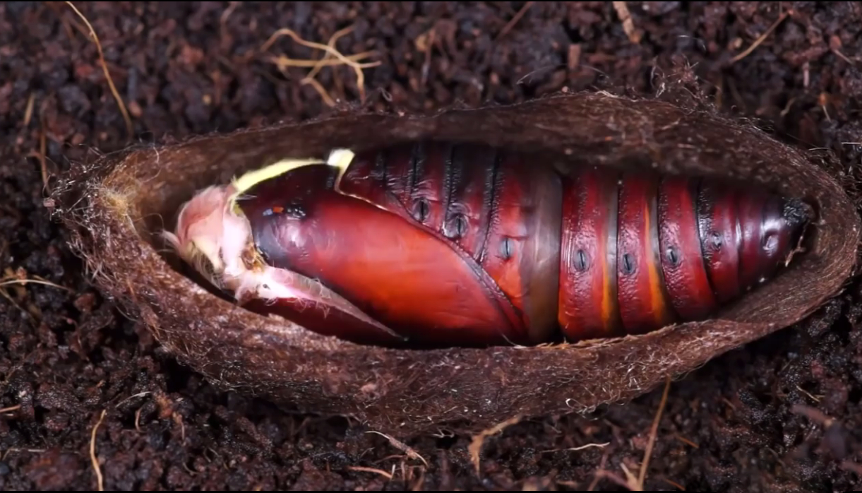 毛毛虫的一生,只为破茧成蝶,翩翩起舞,你觉得如何