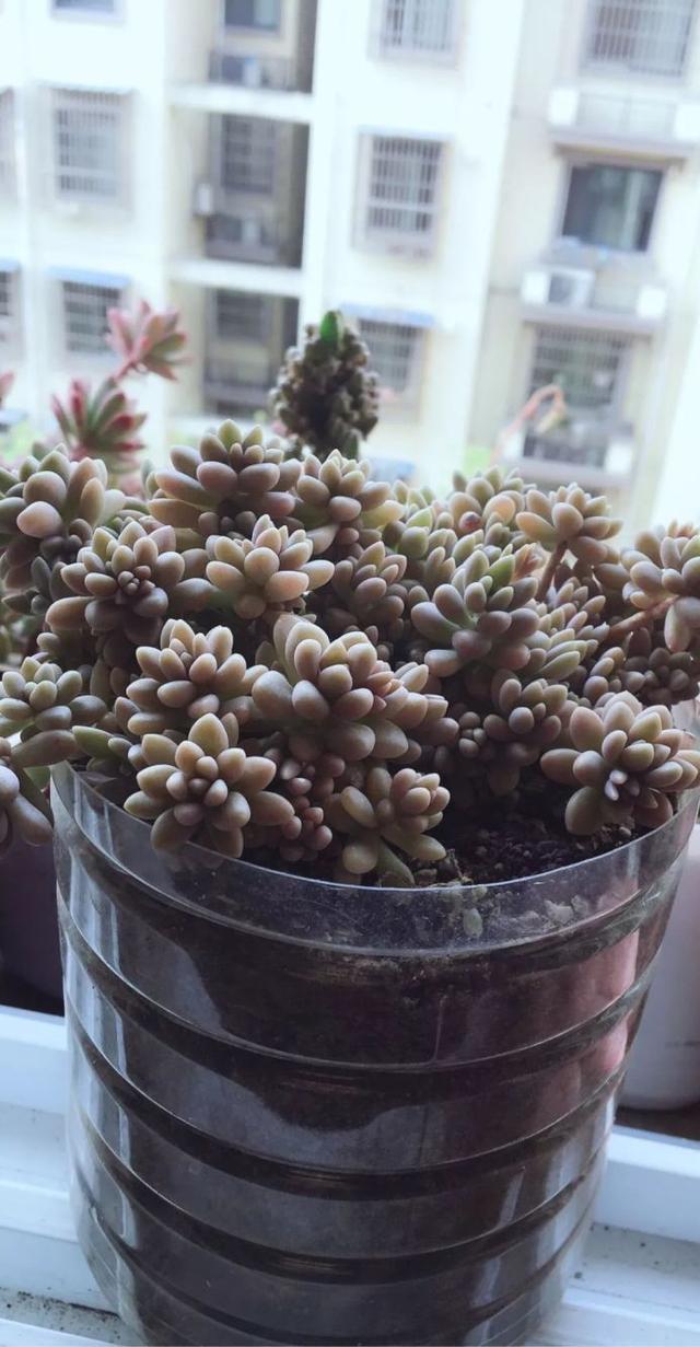 油桶里种多肉你见过吗?赶紧学学,叶子胖得肥嘟嘟!