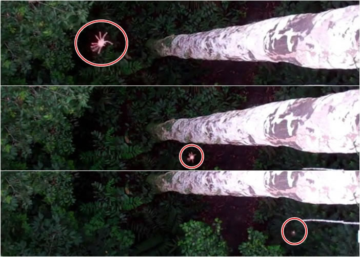 一种会"飞"的蜘蛛,令科学家感到震惊