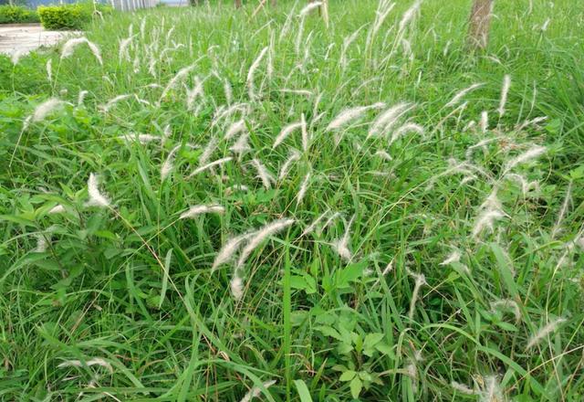 农村常见的野草"甜甜根",自身带着甜滋味,是一种不错的美味