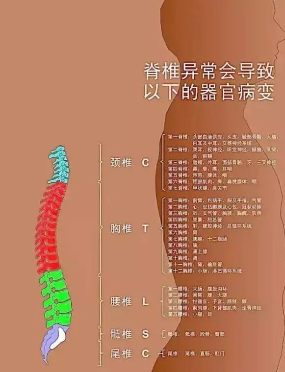 脊柱,男人的龙脉,女人的凤骨!这样保养,疾病去无踪!