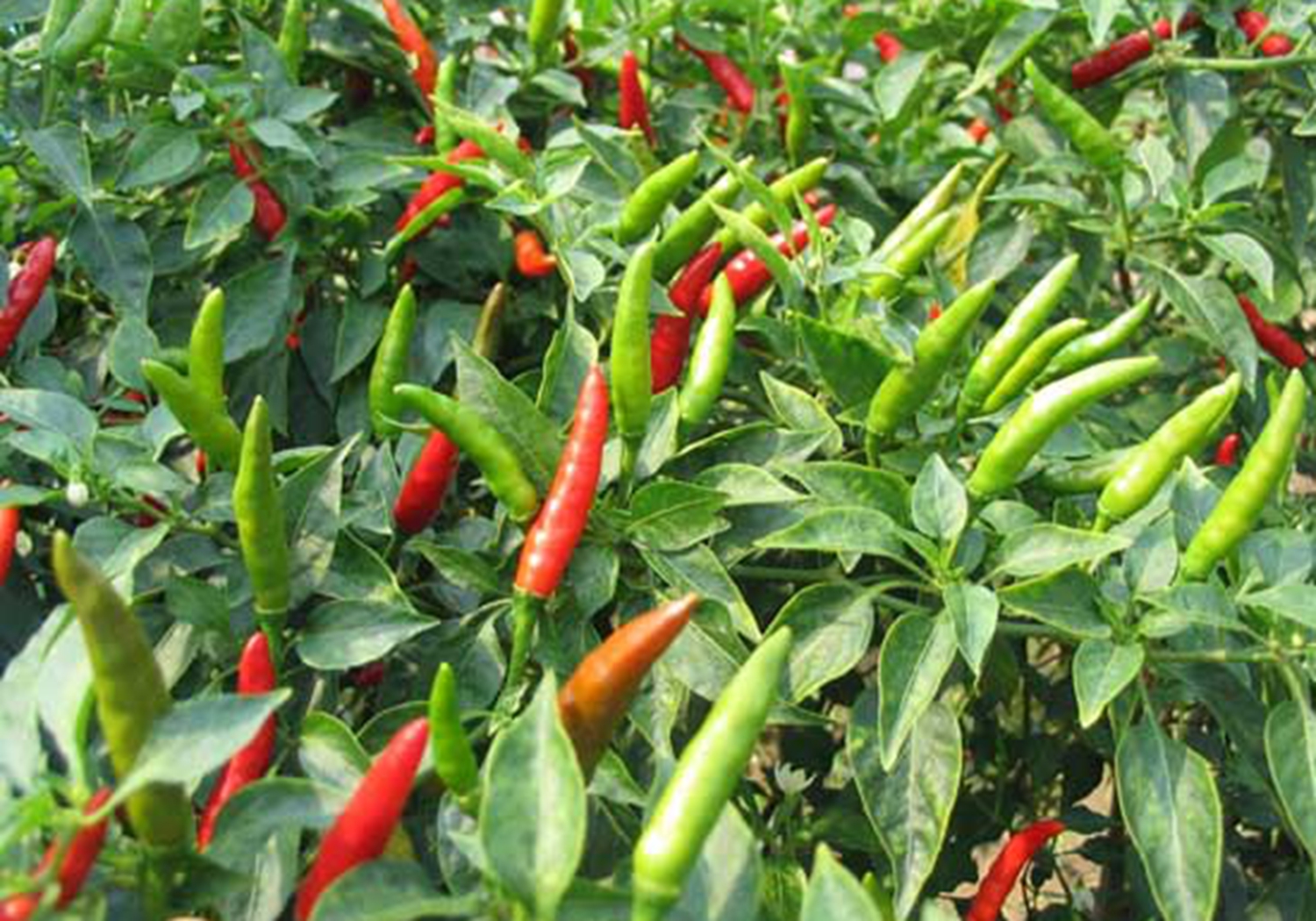 辣椒- 热门商品专区