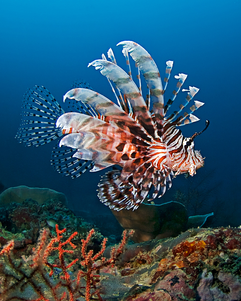 juvenile emporer angel fish 原产于印度和太平洋,分布于红海到