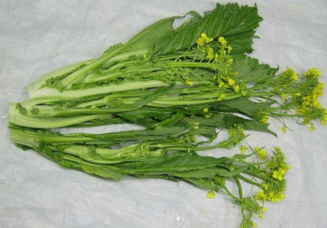 这种菜叫"发财菜",一斤30元,年销售额1000多万元!