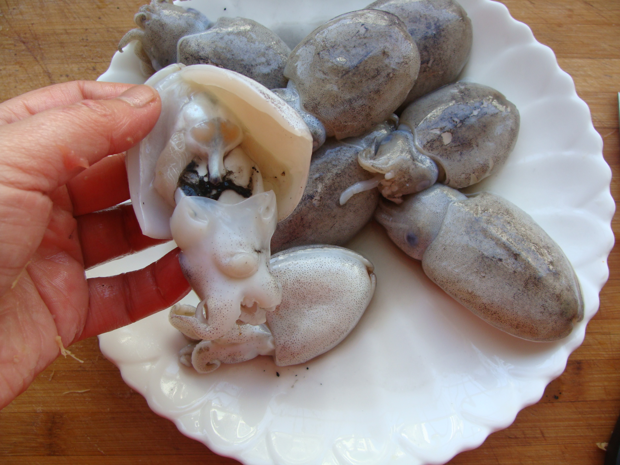 1将墨鱼剖开,找到墨囊.