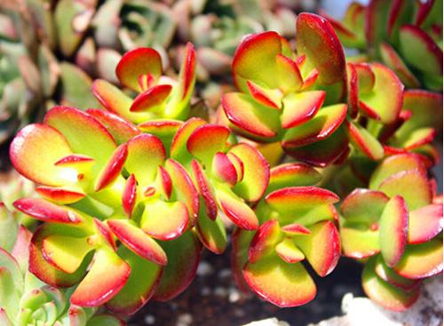 喜欢玉树的你,一定不能错过绚丽多彩的"红边玉树(黄金花月)"