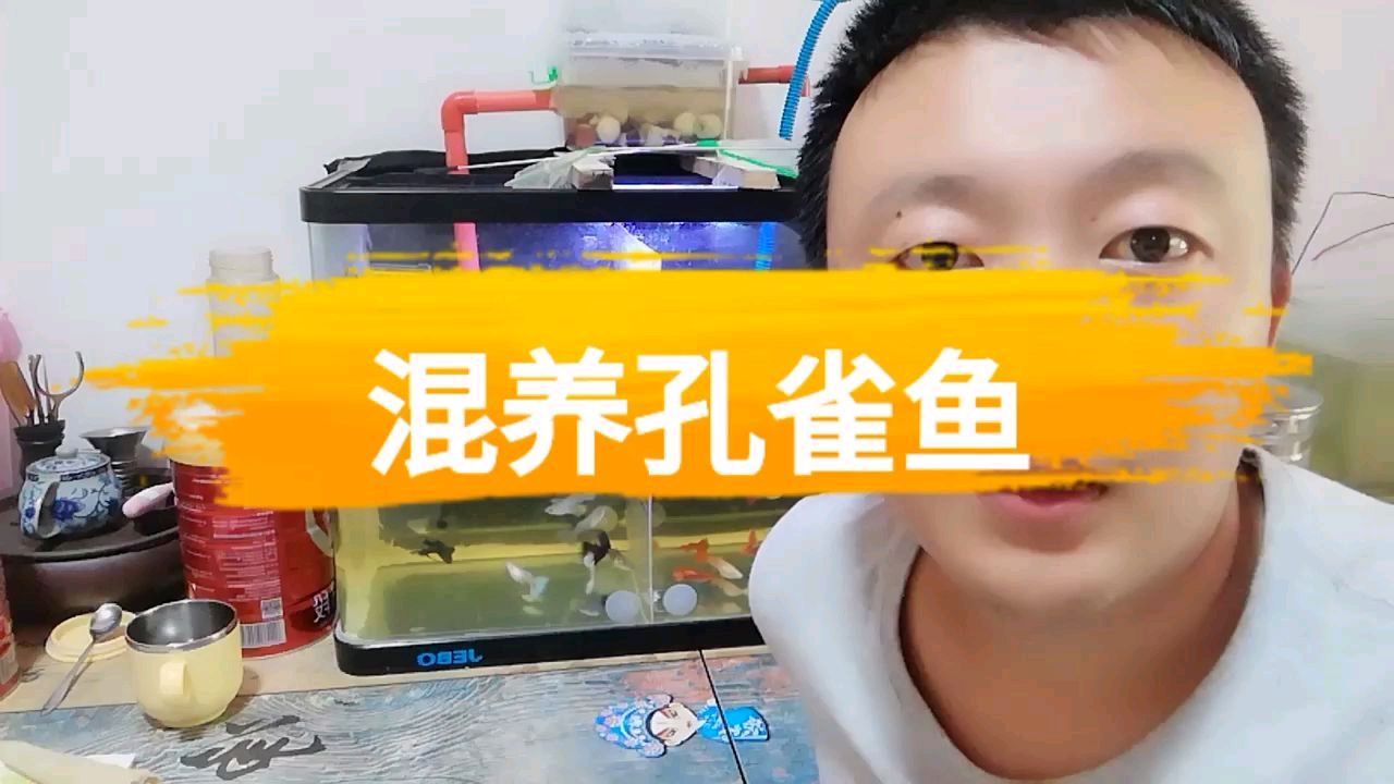 不同品种孔雀鱼混养的那些事