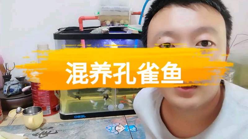 不同品种孔雀鱼混养的那些事,生活,生活vlog,好看视频