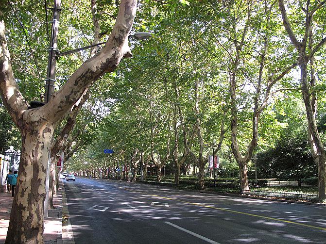 法桐茂密:衡山路街衢给人感触最深的就是路两边茂盛参天的法国梧桐