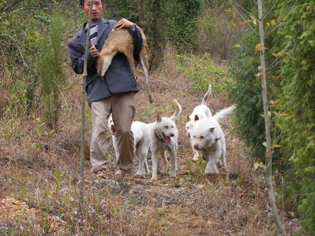 下司犬100元出售图片