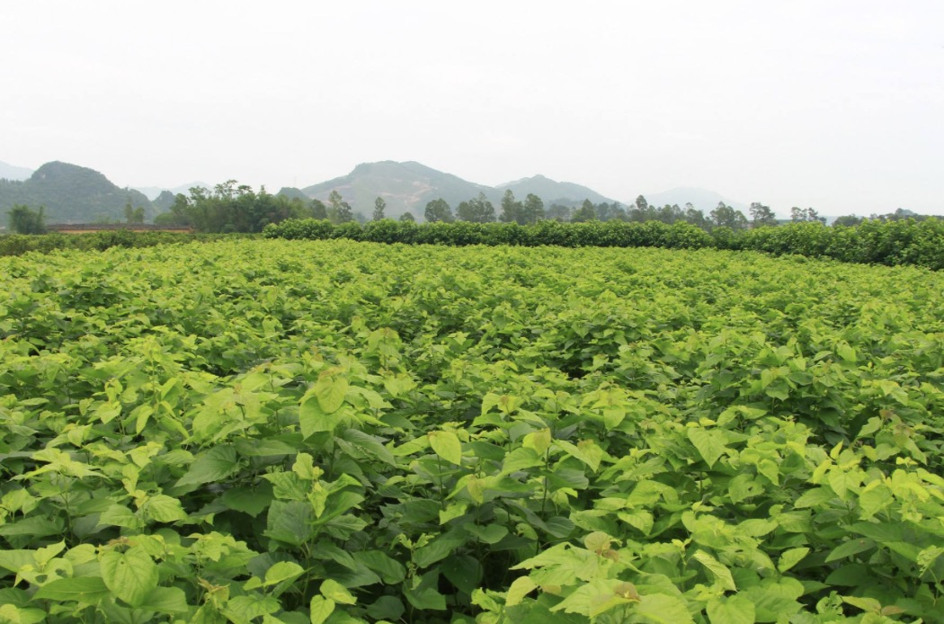 《种桑诗》赏析,自古至今种桑利国利民