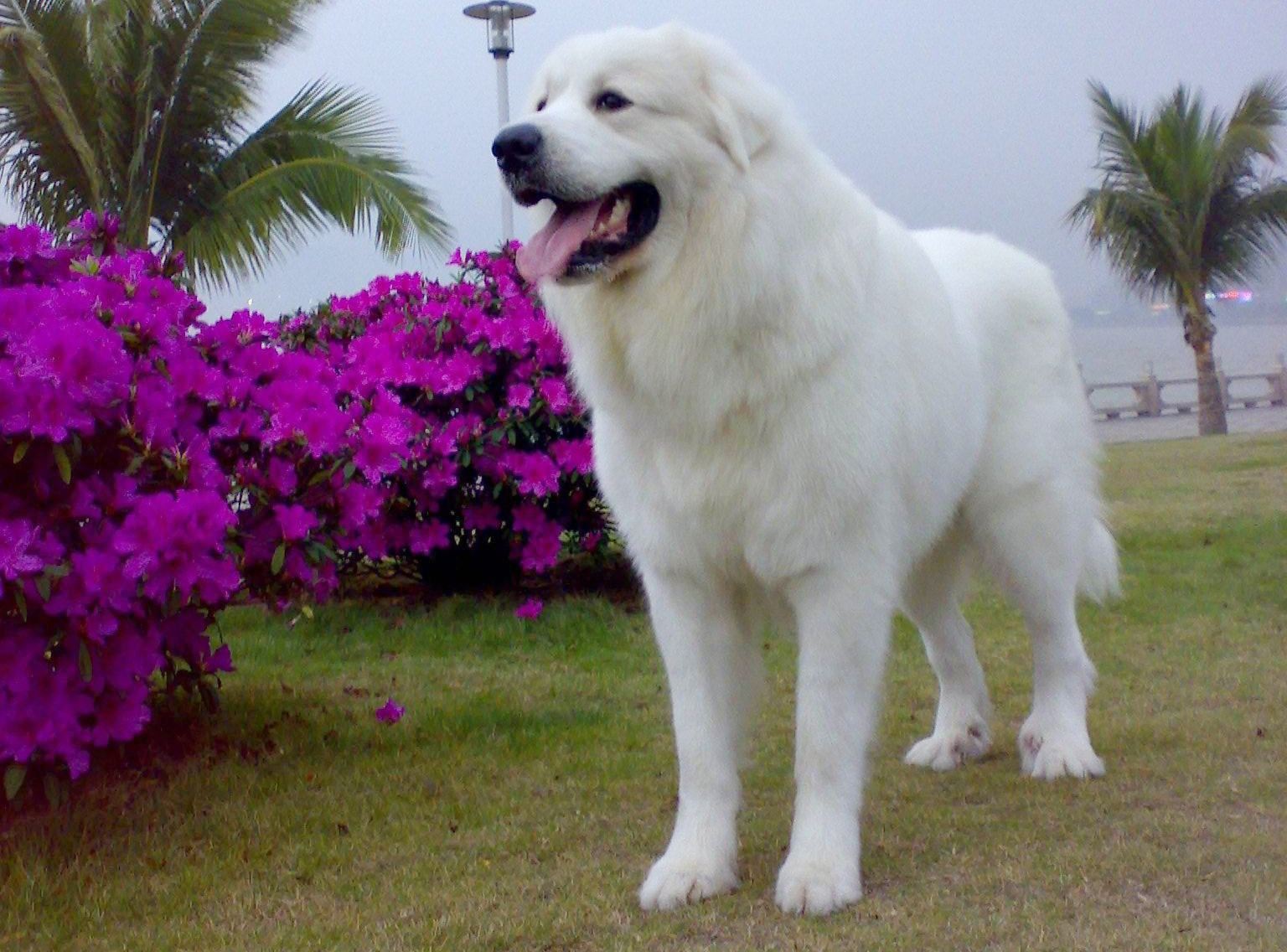 大白熊犬——高贵典雅的王者风范