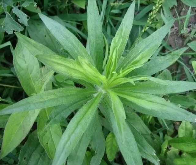 它俗称"鱼胆草",农民看了就烦,殊不知它是治疗牛皮癣的良药!