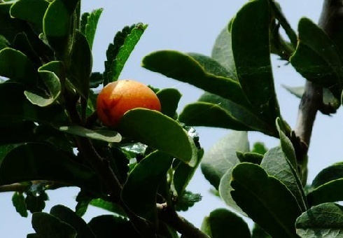 对没药树你了解多少?没药树知识大全