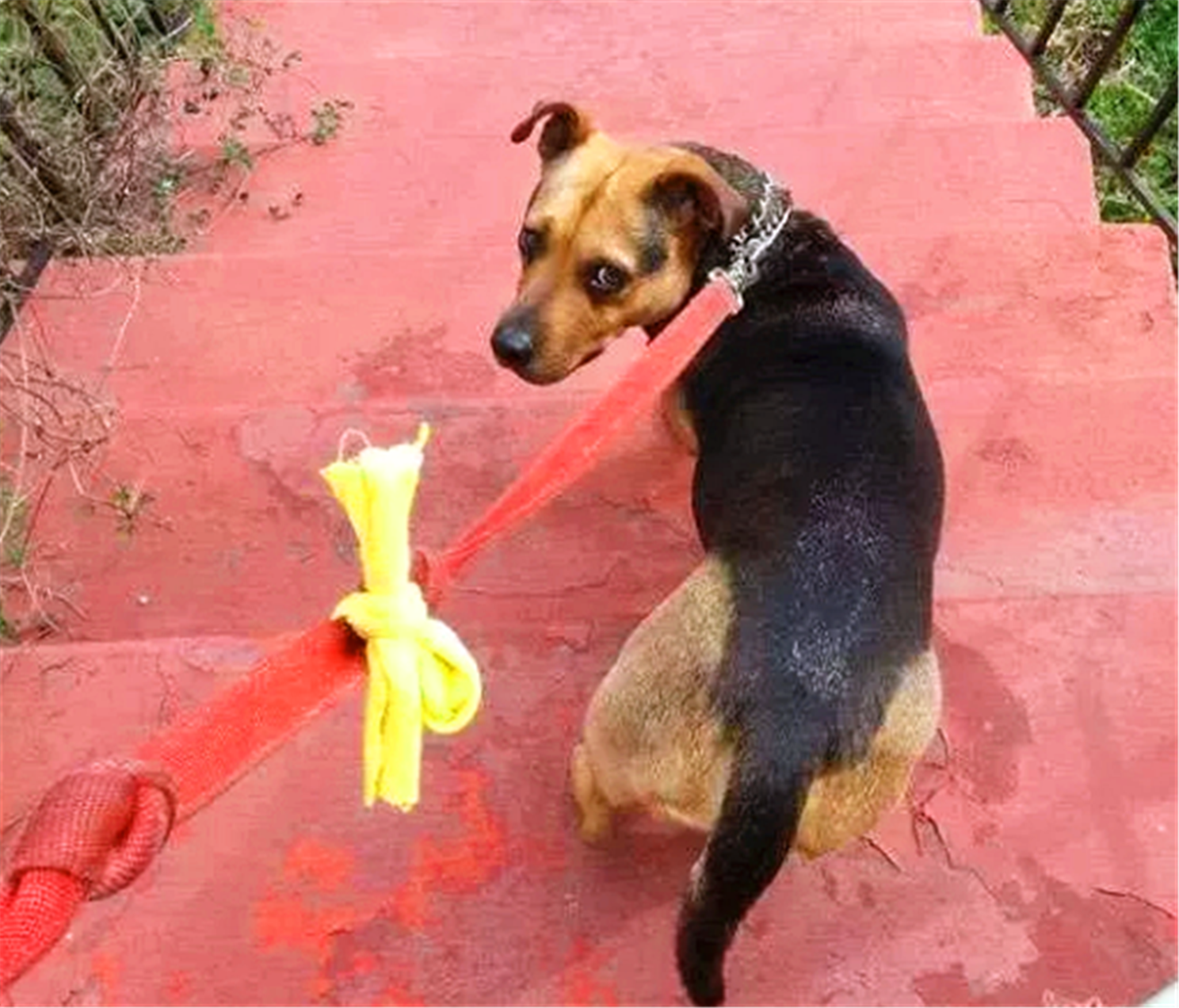 路上可爱的狗狗可能让人想要亲近,但如果你看到"着黄丝带"的狗狗,可