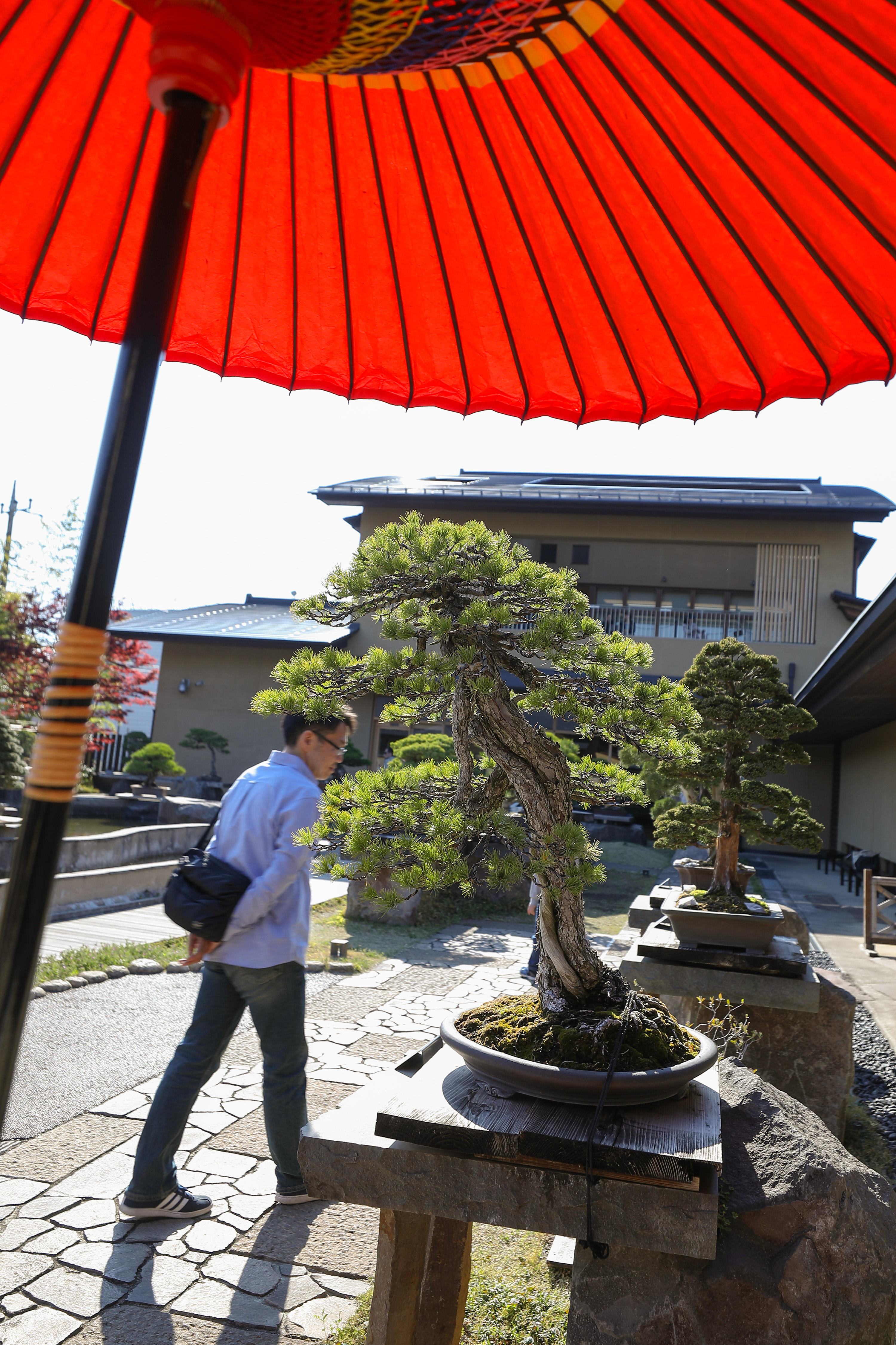 日本大宫村盆景图片