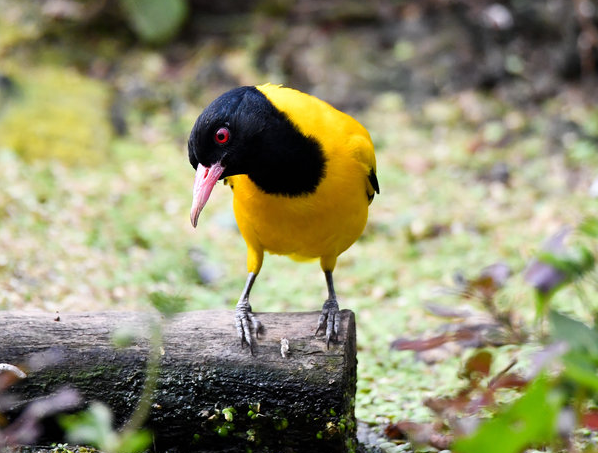 黄鹂以昆虫,浆果为主食,鸣声洪亮悦耳