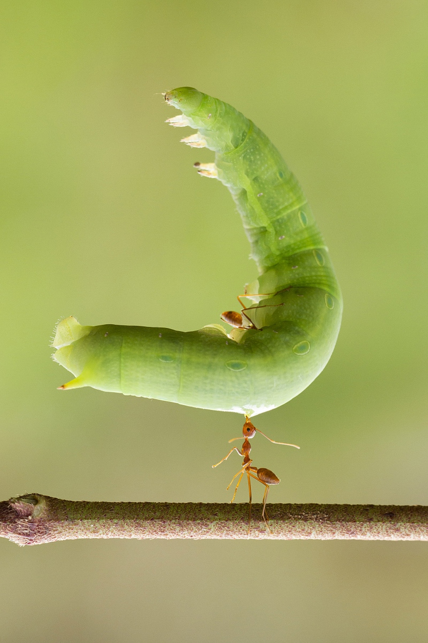 蚂蚁是世界上所有动物中力量最大的