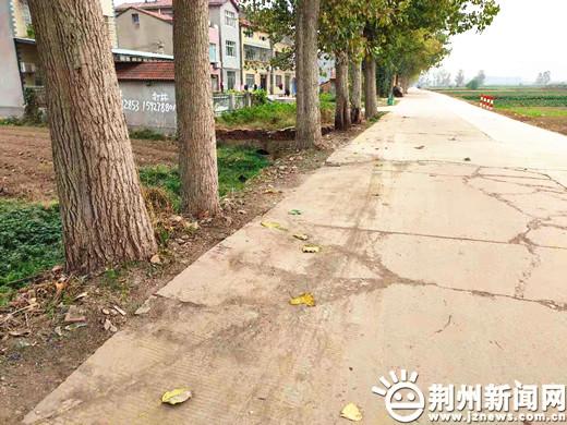 大树根深破坏通村公路 沙市区岑河村村民盼解决