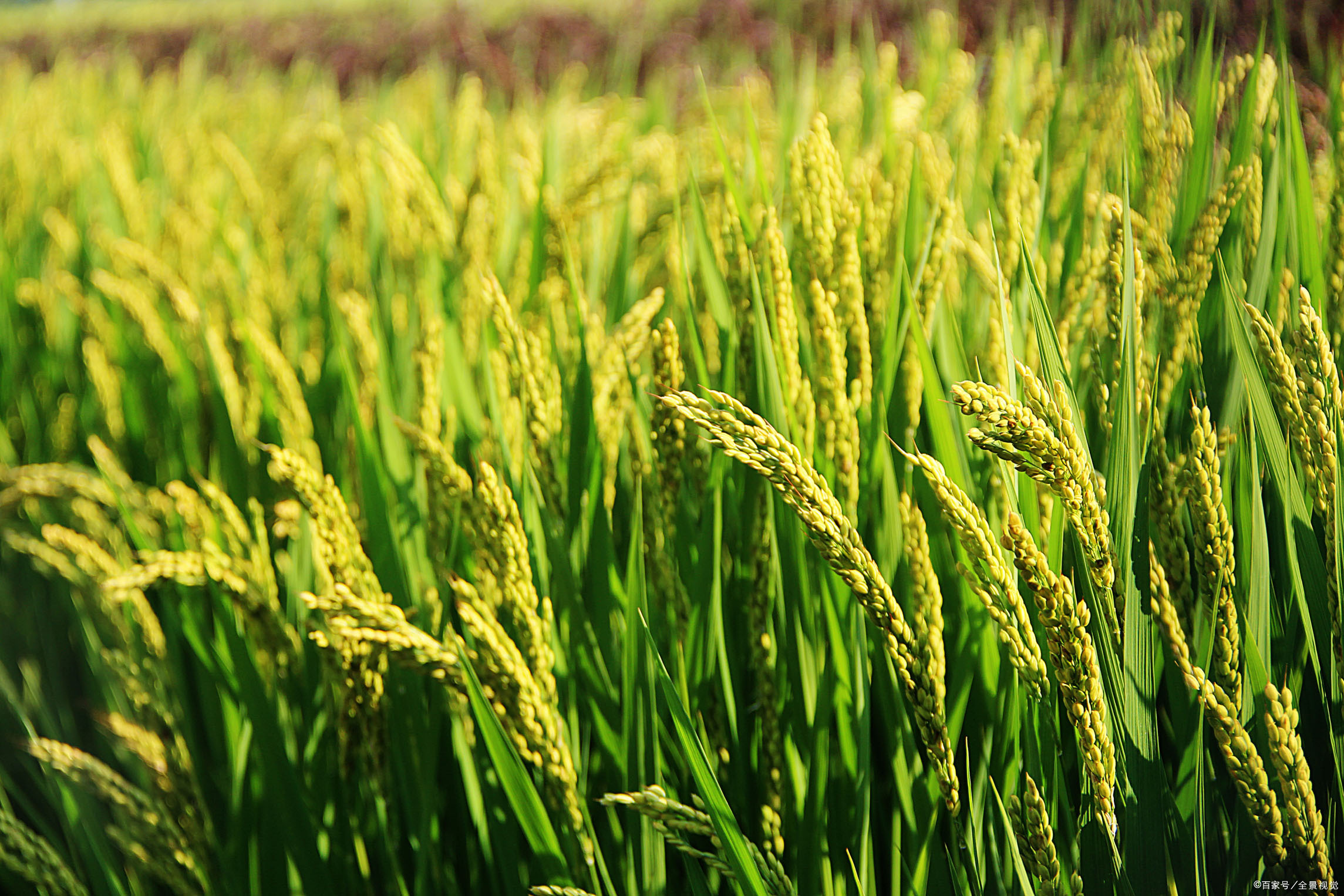 五常市在黑龙江省,五常取"三纲五常"之意,是全国最大的水稻田超过百万