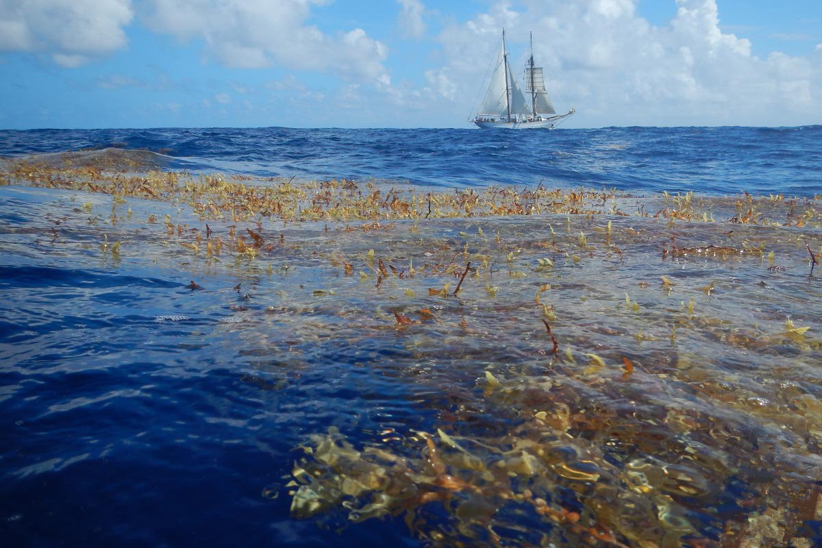 曾经人们航海完全依赖海风,而空旷而死寂的马尾藻海则成为了帆船的
