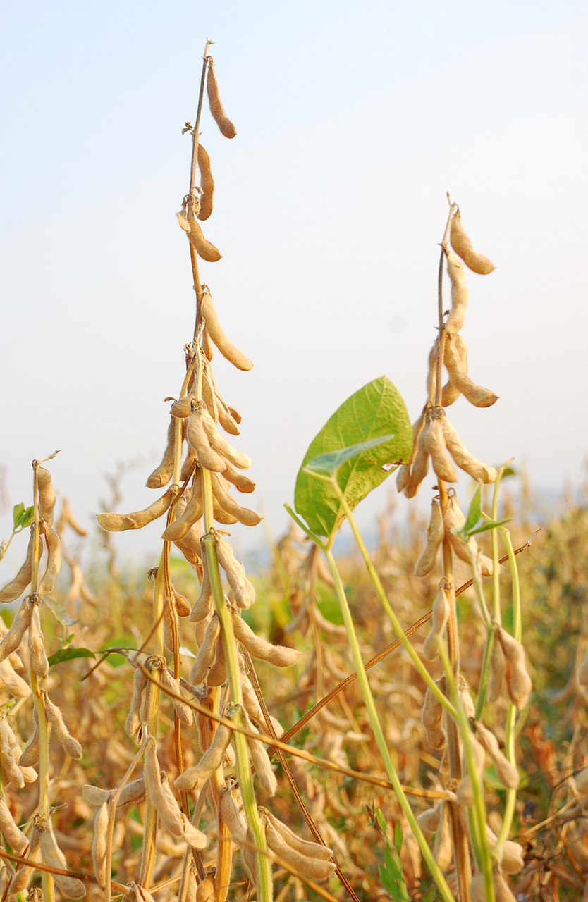 深吸清新空气,心旷神怡洗尘埃[原文:秋天的大豆,怎么描写好呢.