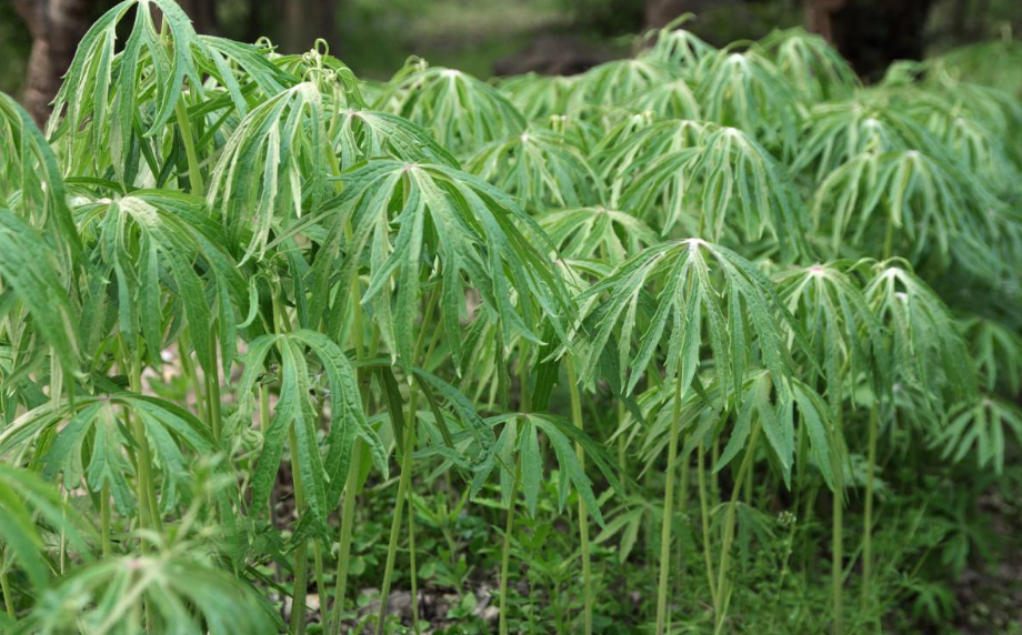 农村有一种野草,名叫"兔儿伞",有调节月经失调的功效 主要生长于山坡