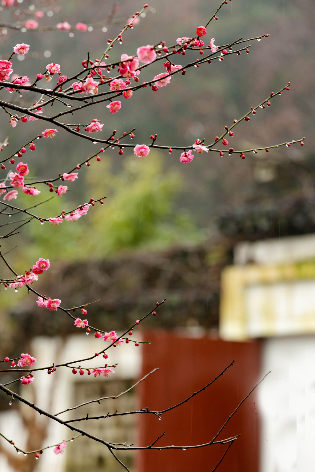 植物风光,灵峰上初开的梅花