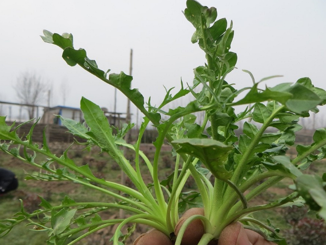 是一种在农村随处可见的一种野菜,学名叫做荠荠菜,别名叫做地菜,香荠