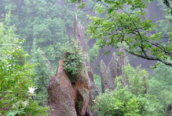 除了长白山峡谷,杭州东明山森林公园以外,这些植被丰富的旅游景点你听