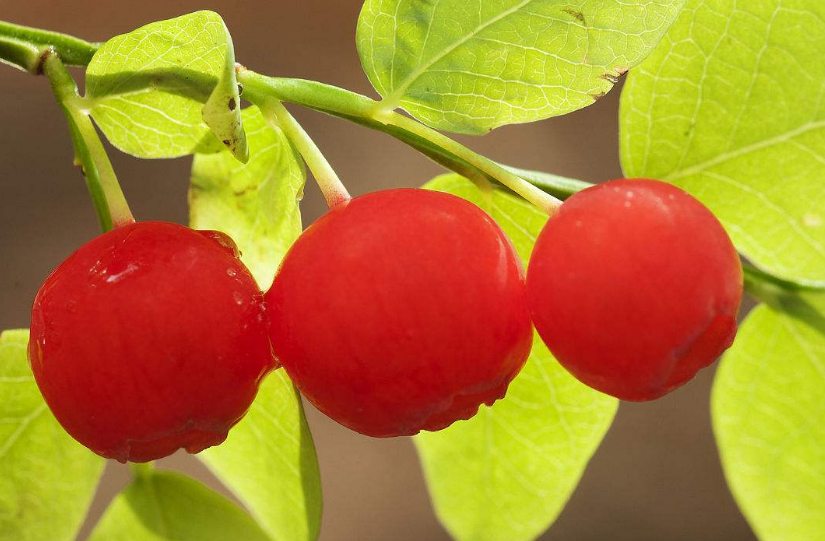 美食:越橘果,能加快皮肤代谢,让皮肤保持紧致细滑的年轻状态!