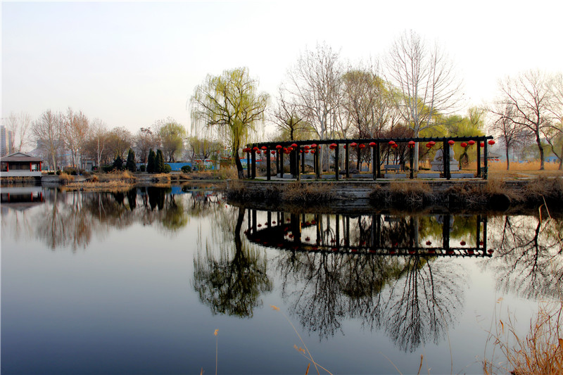 山东平阴:玫城公园春天朝夕景色美如画