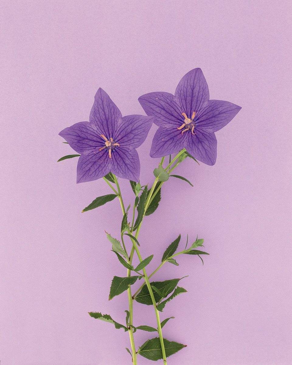 桔梗花,美到窒息,养护也简单