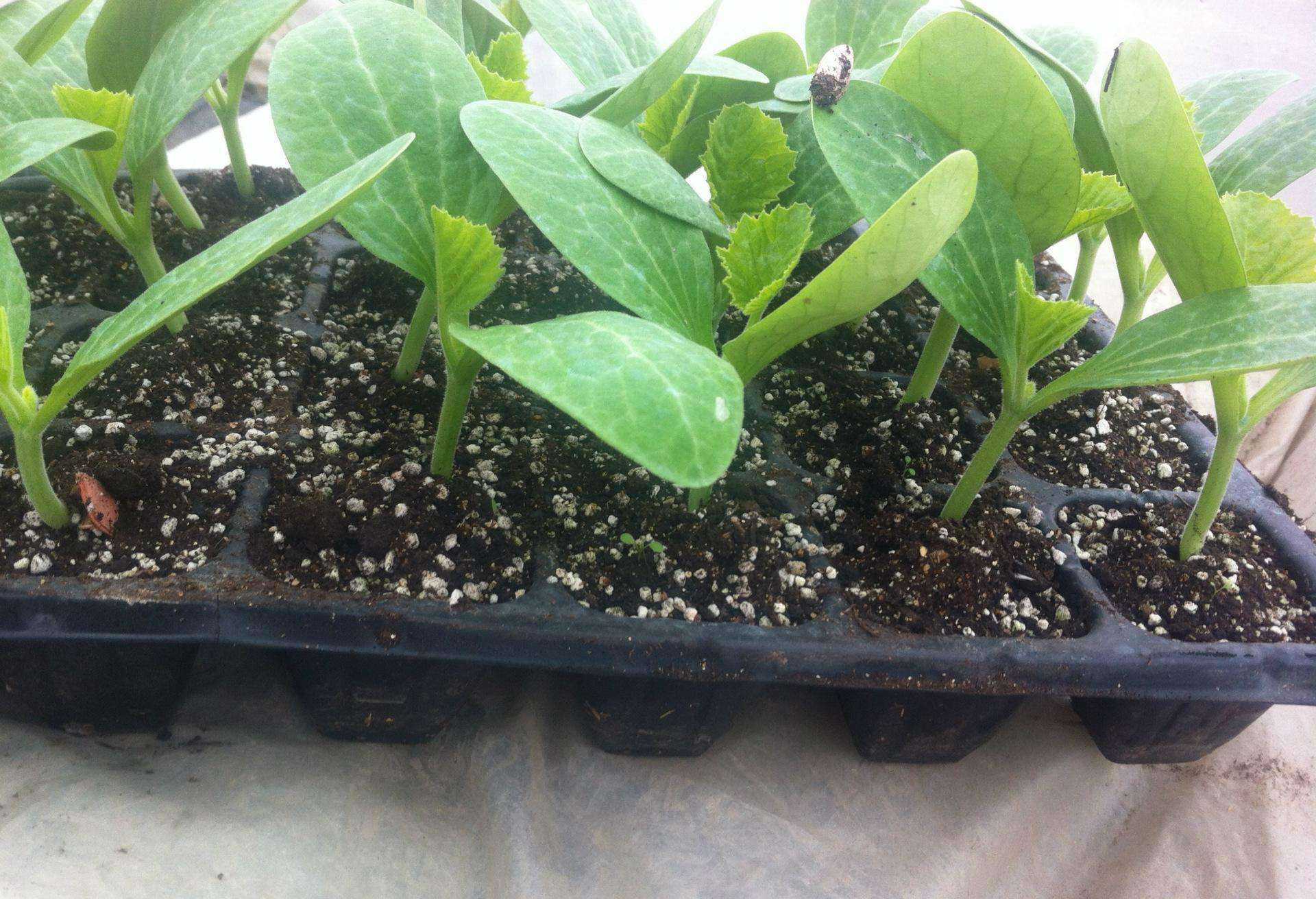 葫芦分春秋,秋葫芦的栽培技术,仅供大家参考