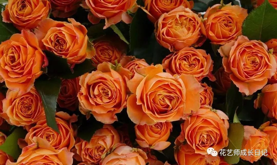 珊瑚泡泡 | 一款拥有2019最流行色号的玫瑰,透着温暖气息的颜色