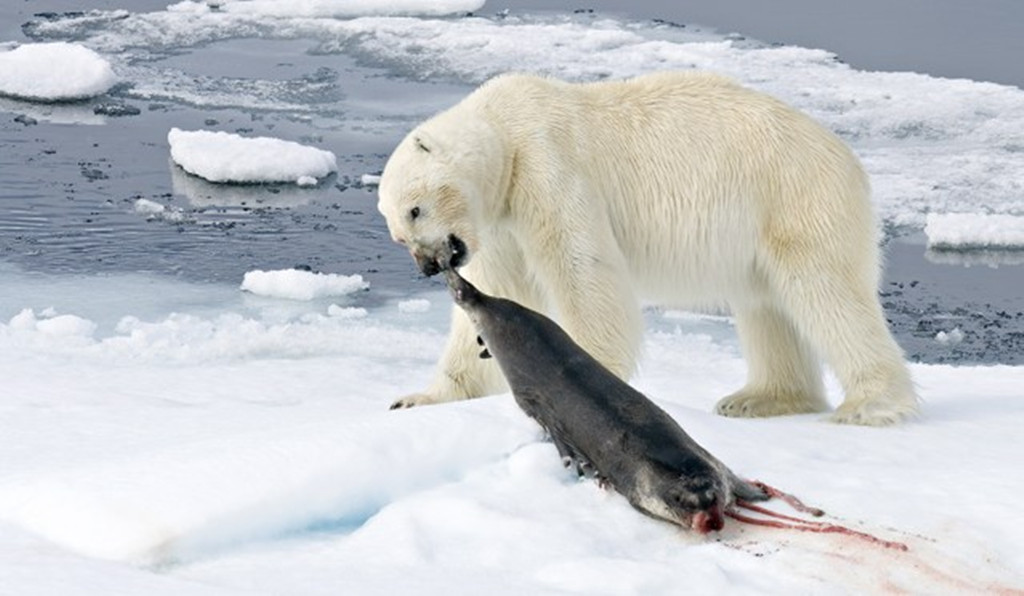 北极熊捕猎海豹,两个小时的"守株待兔",换来一顿大餐