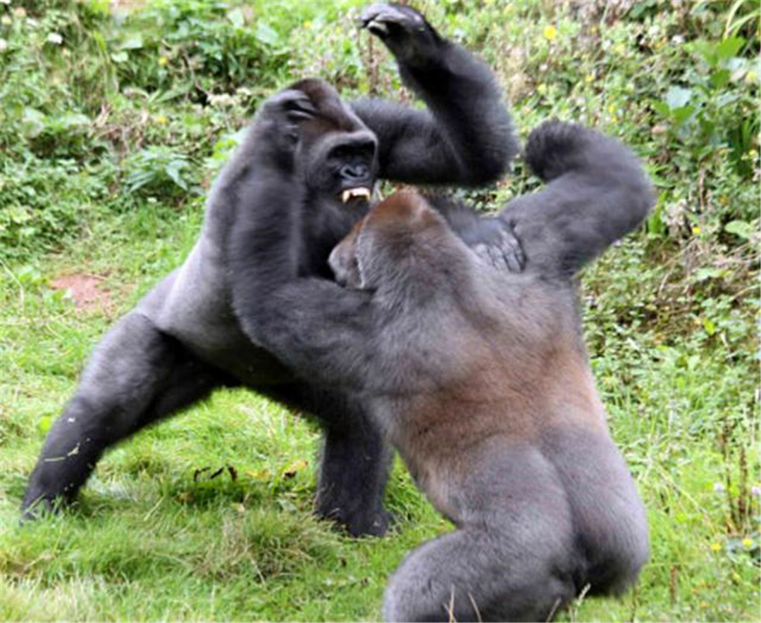 大猩猩打架图片