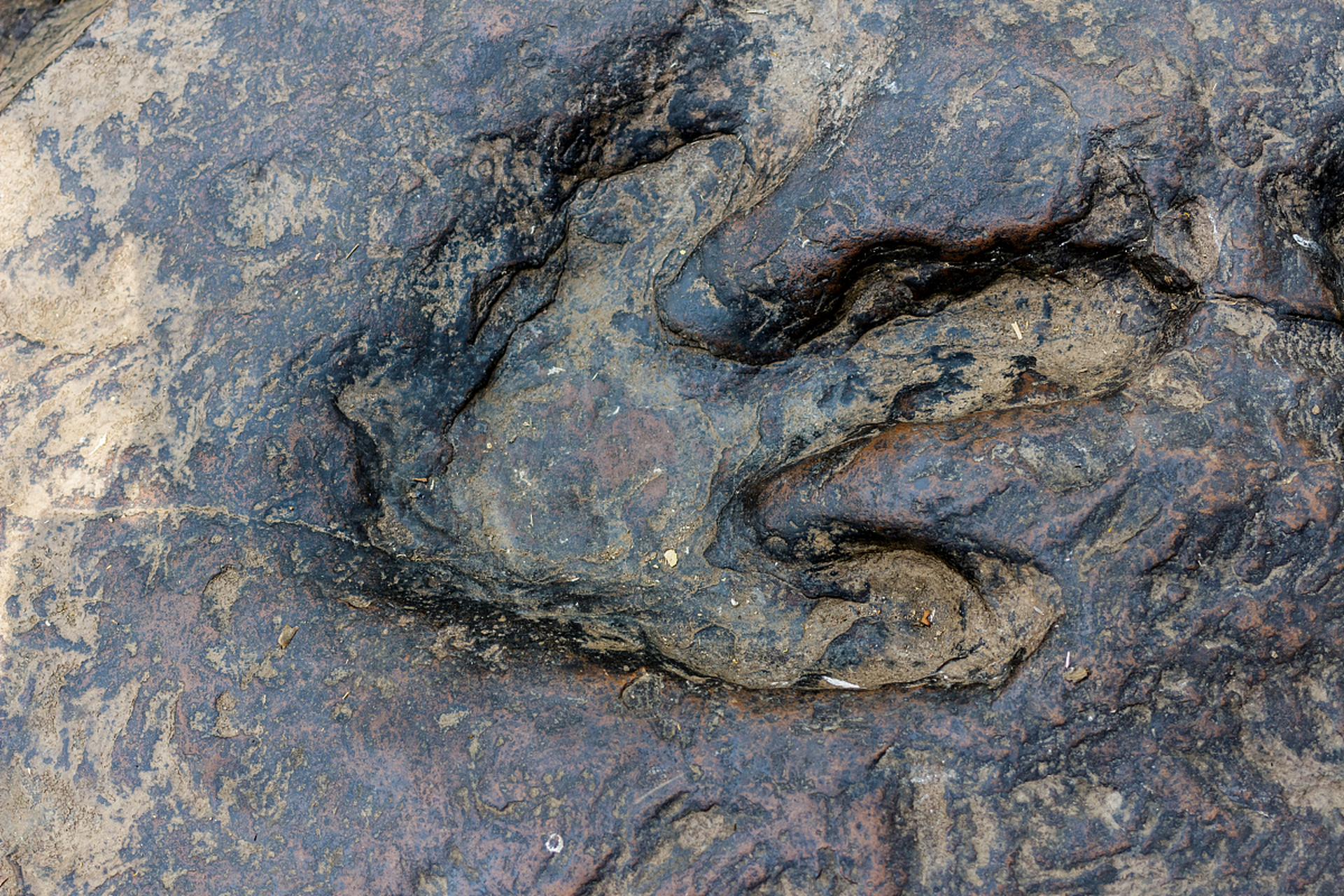 四川乐山一餐厅的"恐龙足迹"是真的,这是经过国际研究团队研究后确认